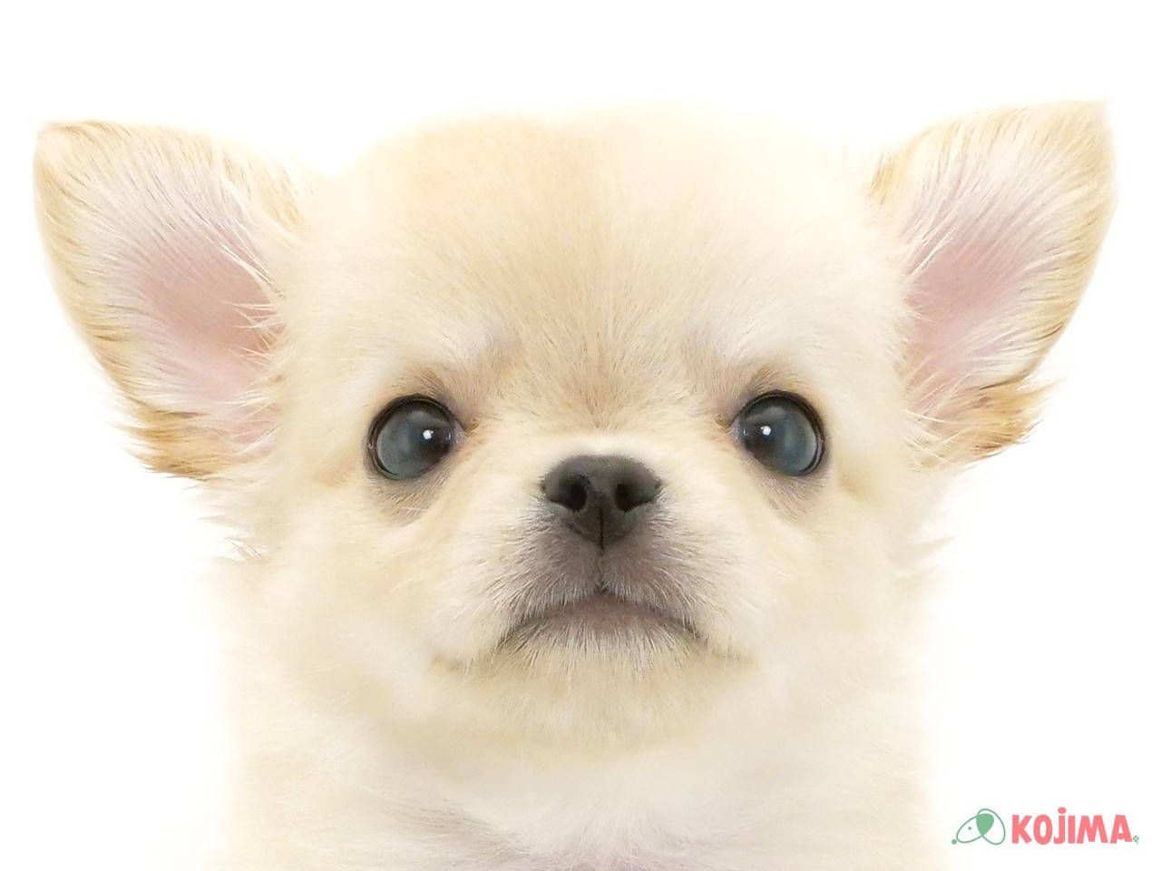 東京都のチワワ(ロング) (コジマ両国店/2025年3月10日生まれ/男の子/クリーム)の子犬
