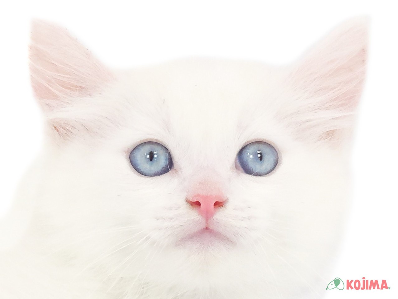 千葉県のラグドール (コジマ松戸店/2025年3月16日生まれ/男の子/クリームポイントバイカラー)の子猫