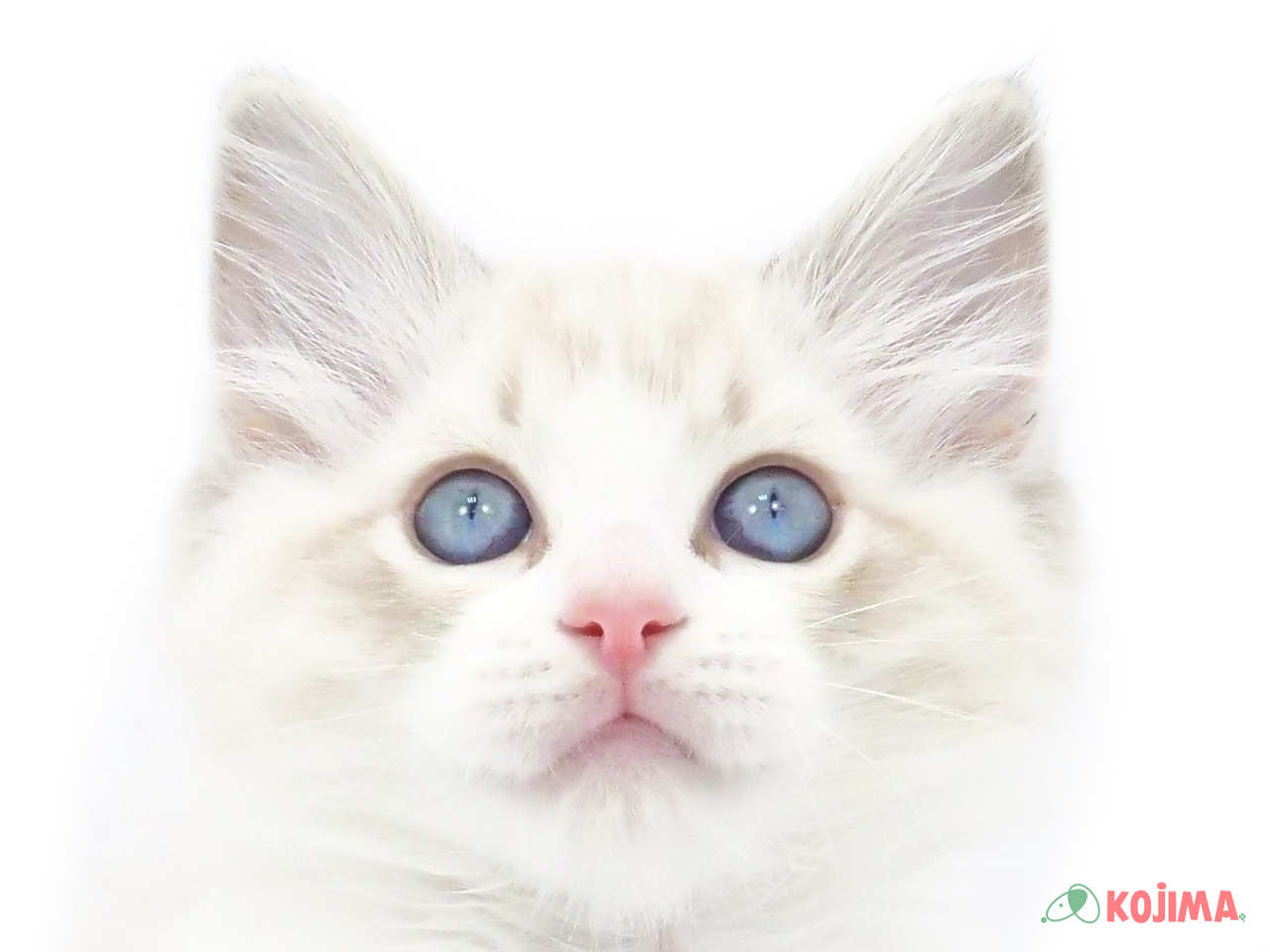 東京都のハーフ猫・ミックス猫 (コジマ竹ノ塚店/2025年3月11日生まれ/男の子/ブルーポイントバイカラー)の子猫