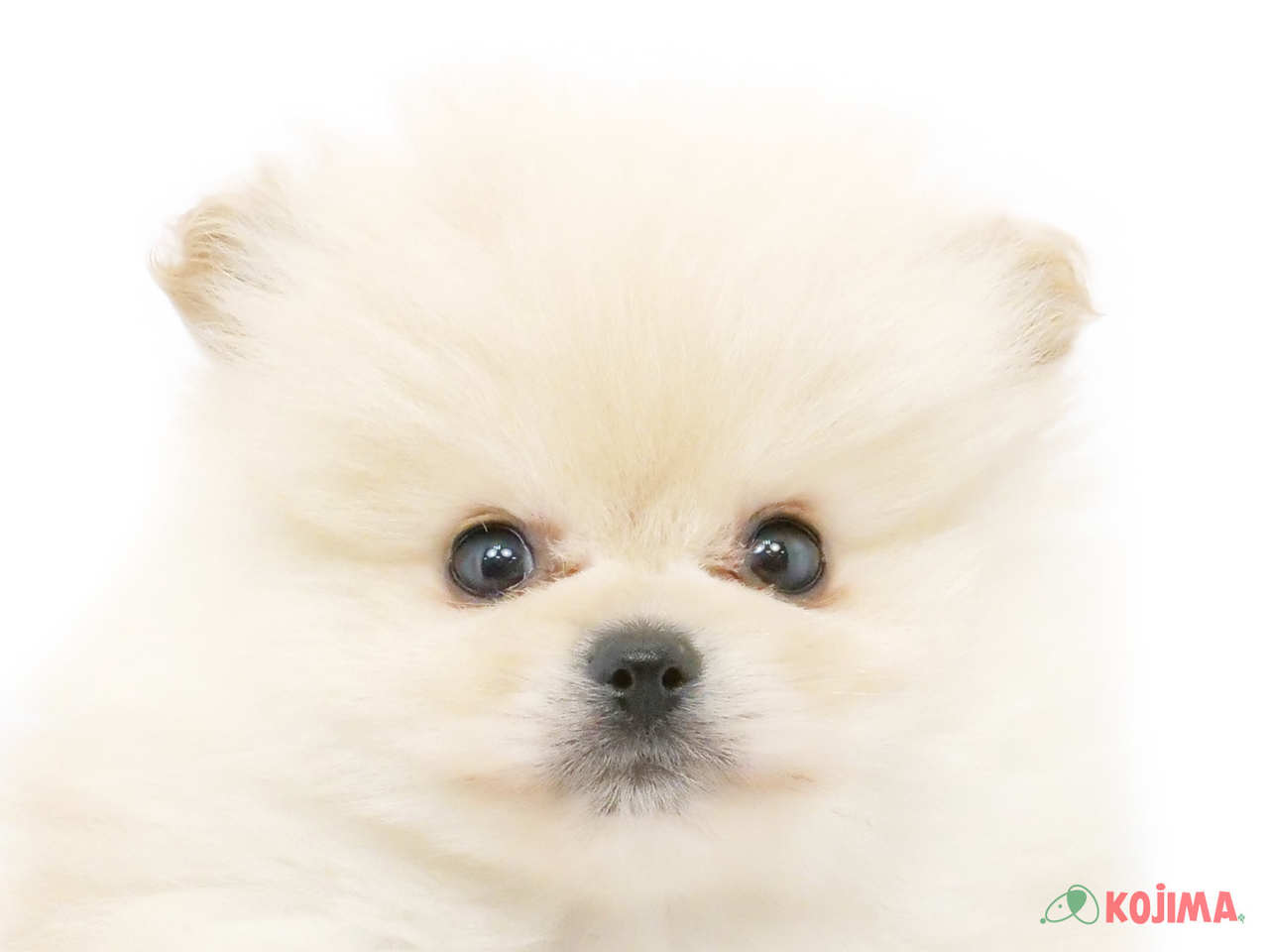 埼玉県のポメラニアン (コジマニトリ川越店/2025年3月18日生まれ/男の子/クリーム)の子犬