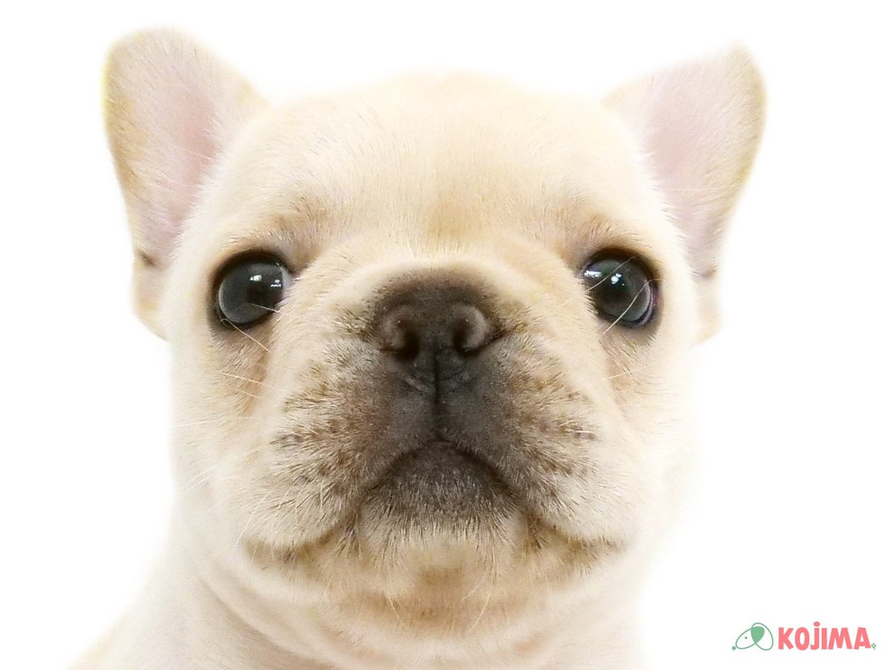 東京都のフレンチブルドッグ (コジマ木場店/2025年3月17日生まれ/男の子/クリーム)の子犬
