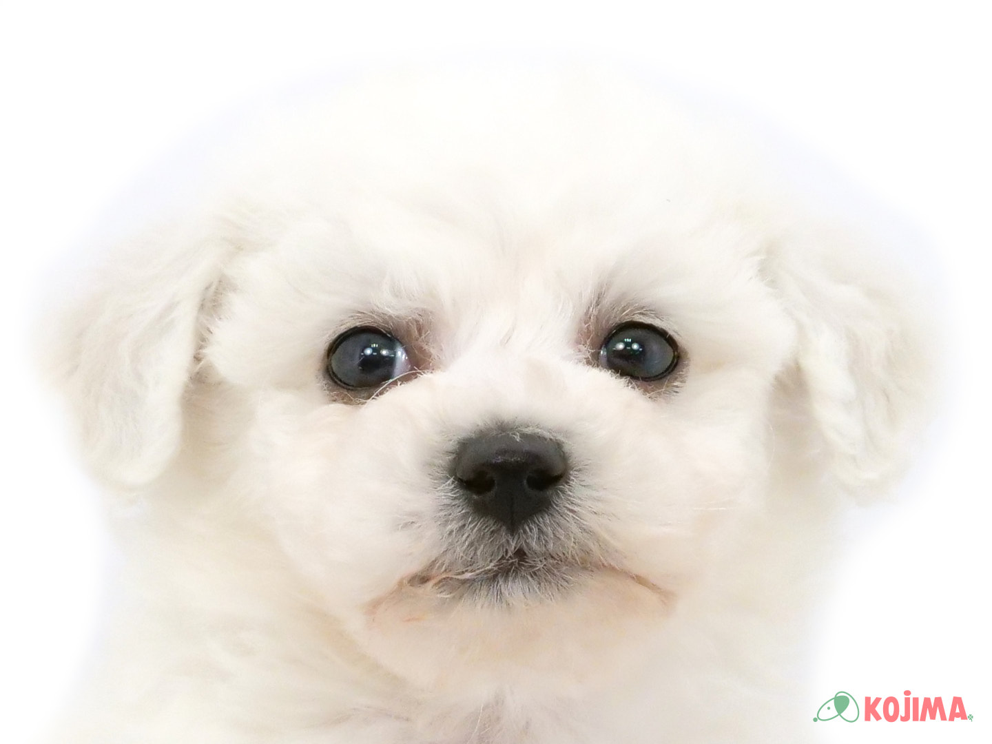 千葉県のビションフリーゼ (コジマウエルケアセンター/2025年3月23日生まれ/男の子/ホワイト)の子犬