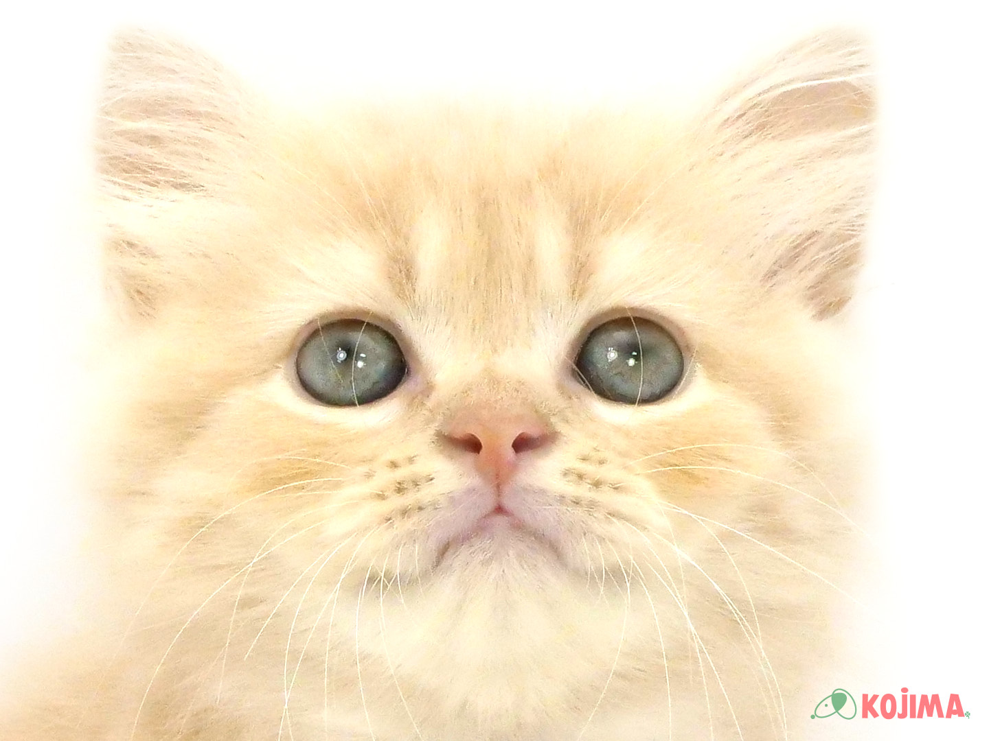 千葉県のサイベリアン (コジマウエルケアセンター/2025年3月22日生まれ/男の子/カメオタビー)の子猫