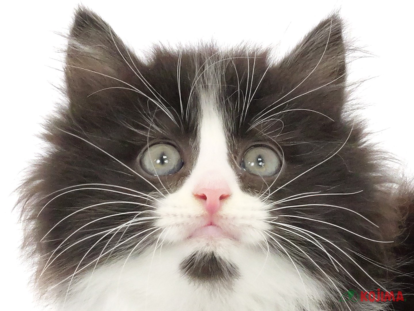 千葉県のサイベリアン (コジマウエルケアセンター/2025年3月22日生まれ/男の子/ブラックホワイト)の子猫