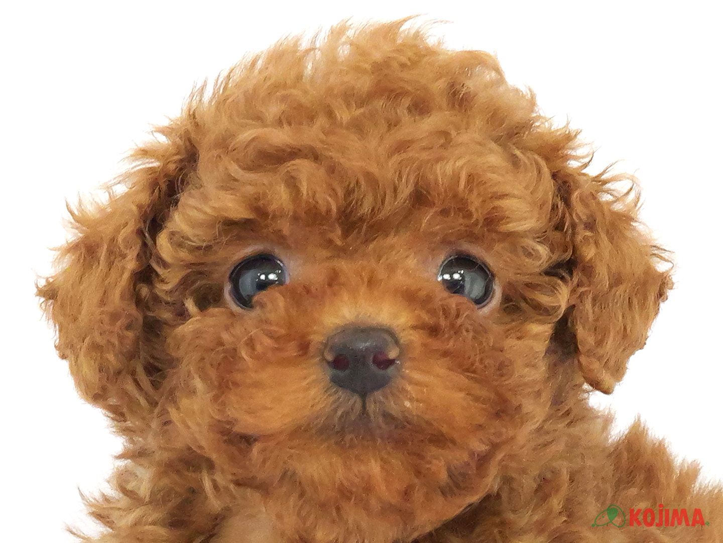 千葉県のトイプードル(トイ) (コジマウエルケアセンター/2025年3月20日生まれ/男の子/レッド)の子犬