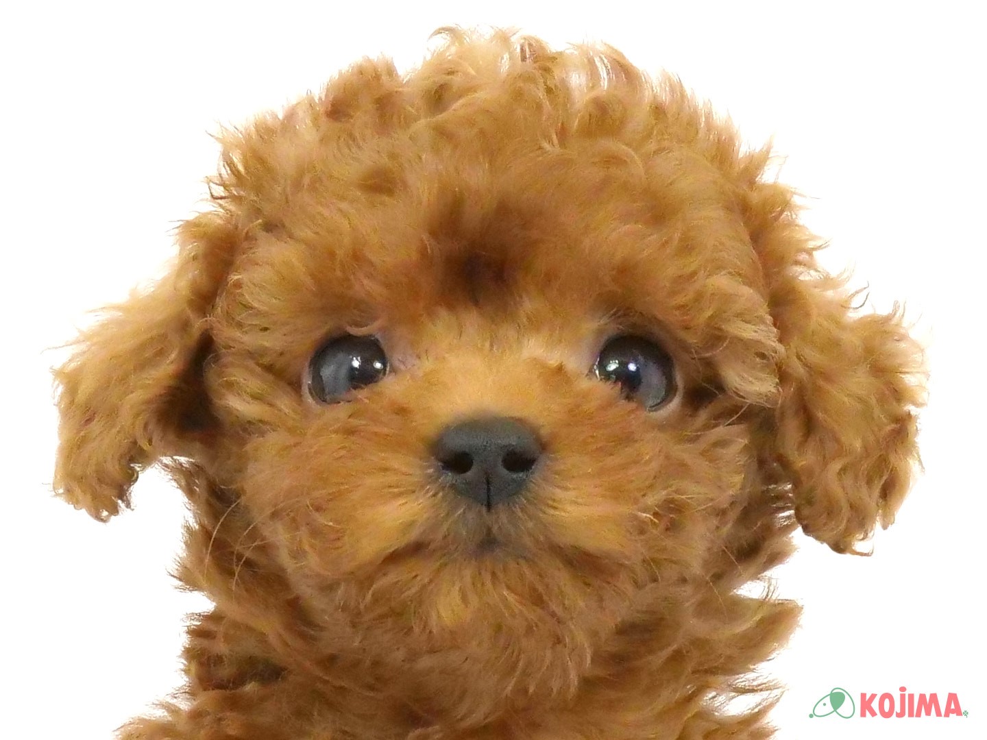 千葉県のトイプードル(トイ) (コジマウエルケアセンター/2025年3月23日生まれ/男の子/レッド)の子犬