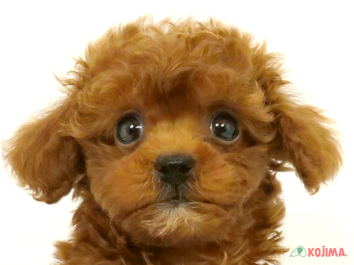 千葉県のトイプードル(トイ) (コジマウエルケアセンター/2025年3月23日生まれ/男の子/レッド)の子犬