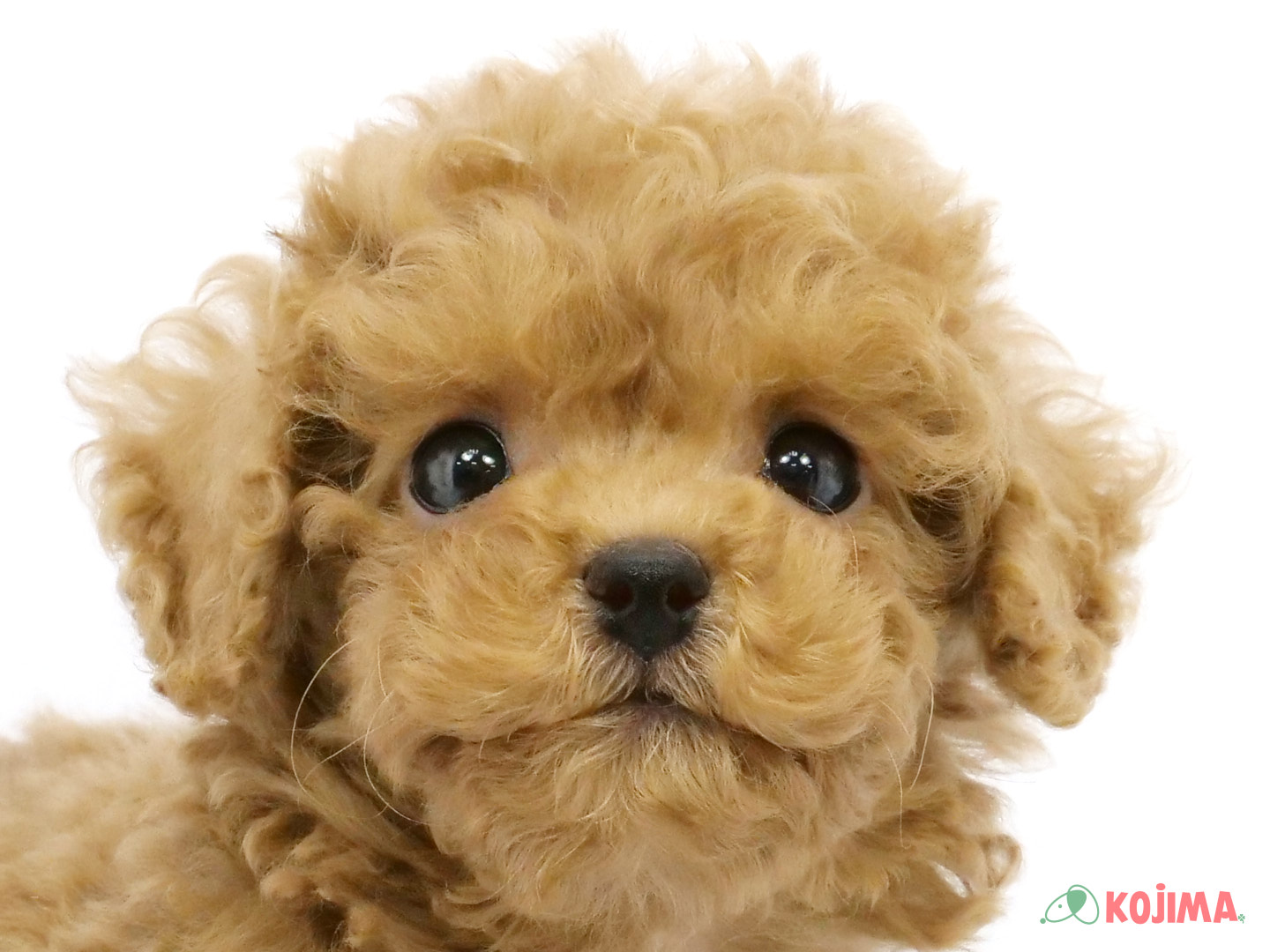 千葉県のトイプードル(トイ) (コジマウエルケアセンター/2025年3月22日生まれ/男の子/レッド)の子犬
