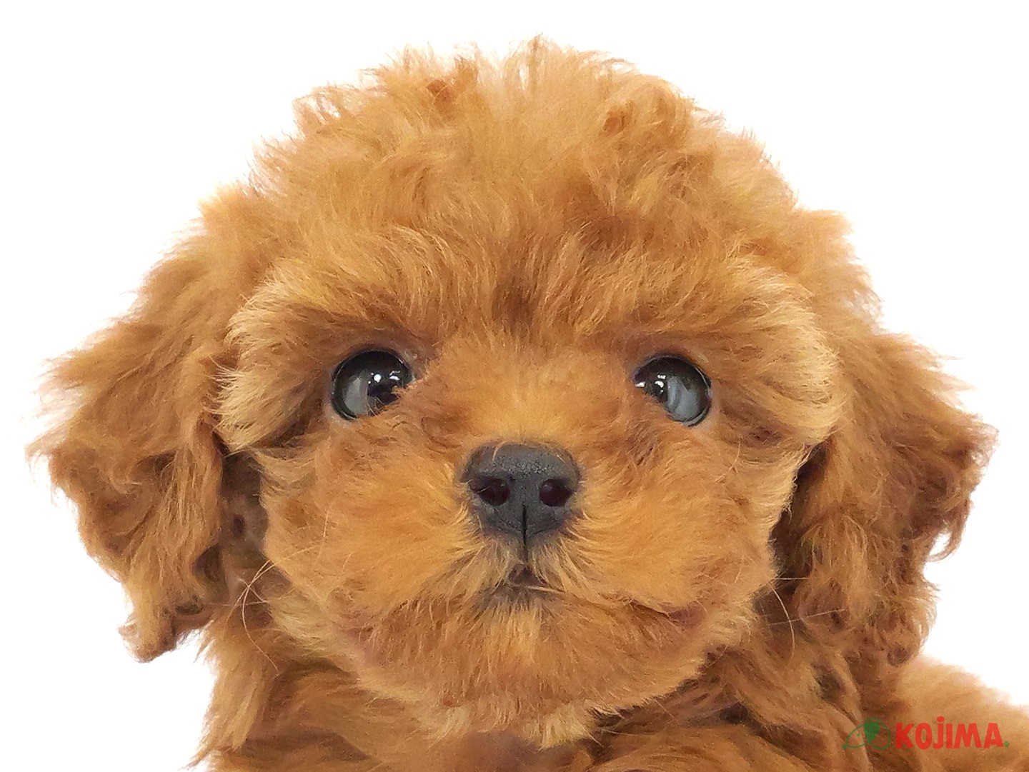 千葉県のトイプードル(トイ) (コジマウエルケアセンター/2025年3月22日生まれ/女の子/レッド)の子犬
