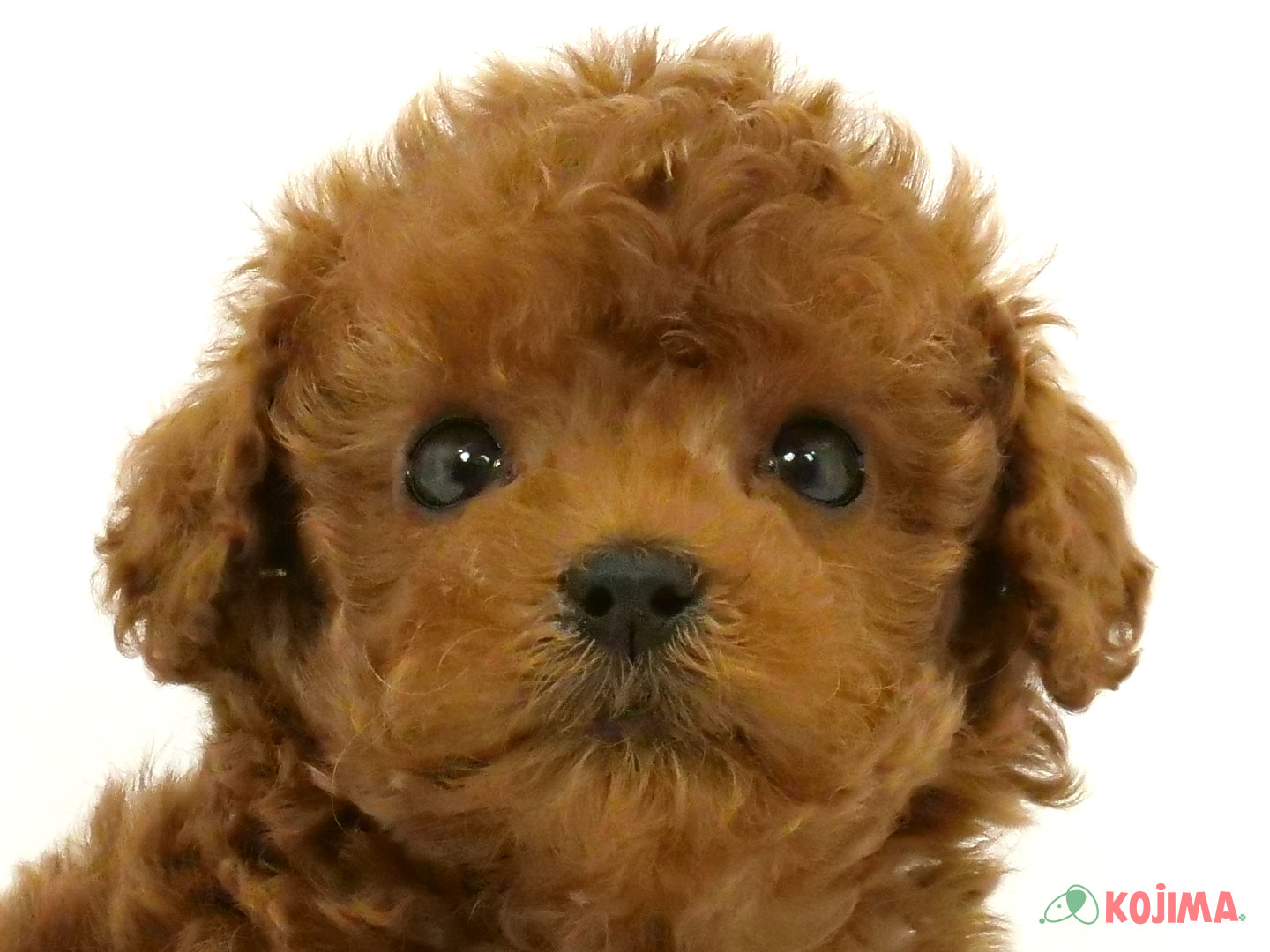 千葉県のトイプードル(トイ) (コジマウエルケアセンター/2025年3月22日生まれ/男の子/レッド)の子犬