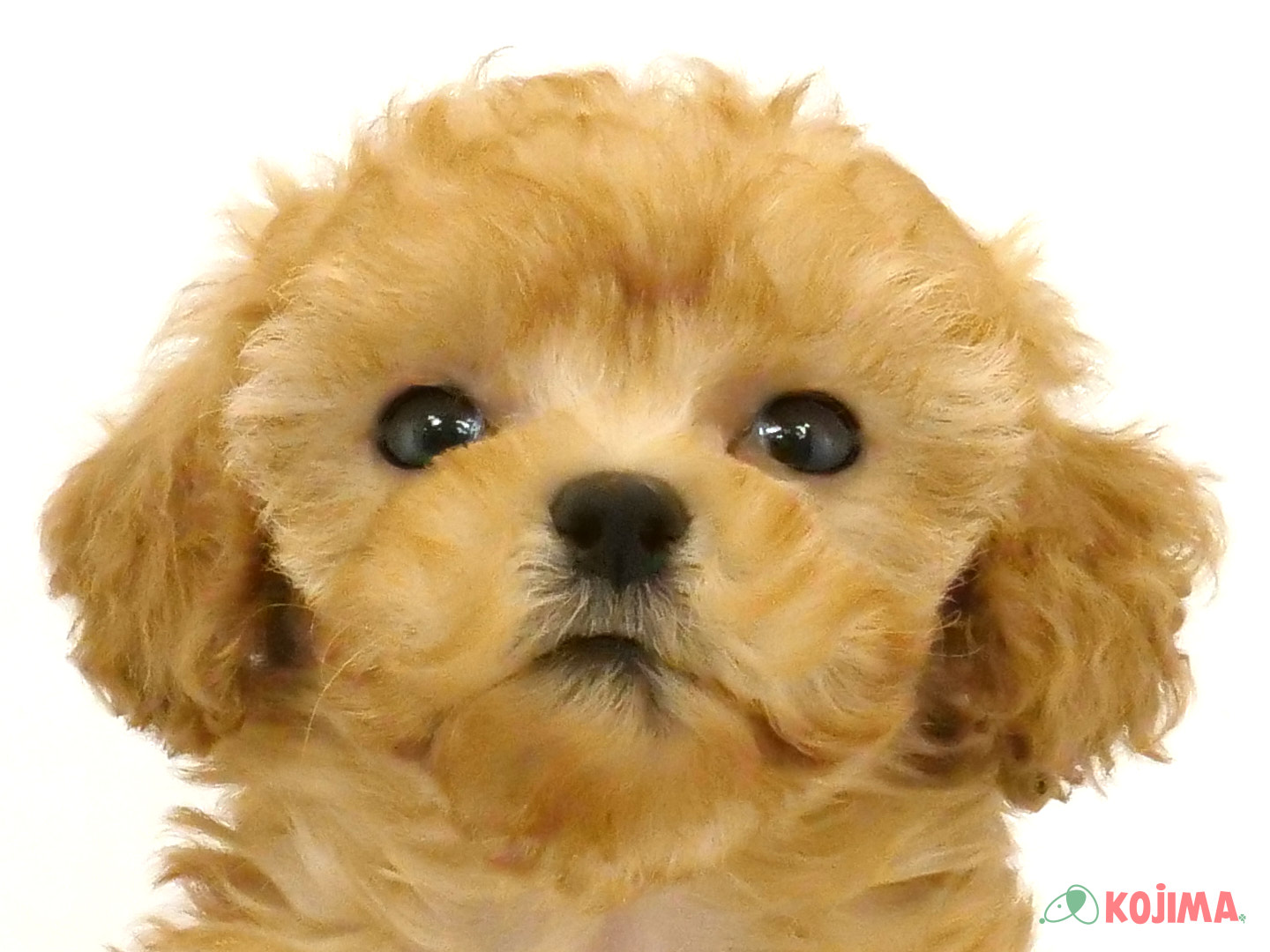 千葉県のトイプードル(トイ) (コジマウエルケアセンター/2025年3月20日生まれ/女の子/レッド)の子犬