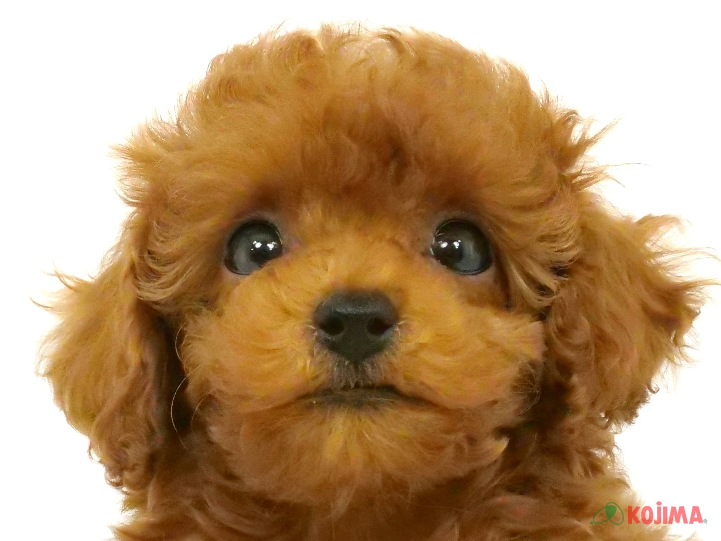 千葉県のトイプードル(トイ) (コジマウエルケアセンター/2025年3月20日生まれ/女の子/レッド)の子犬