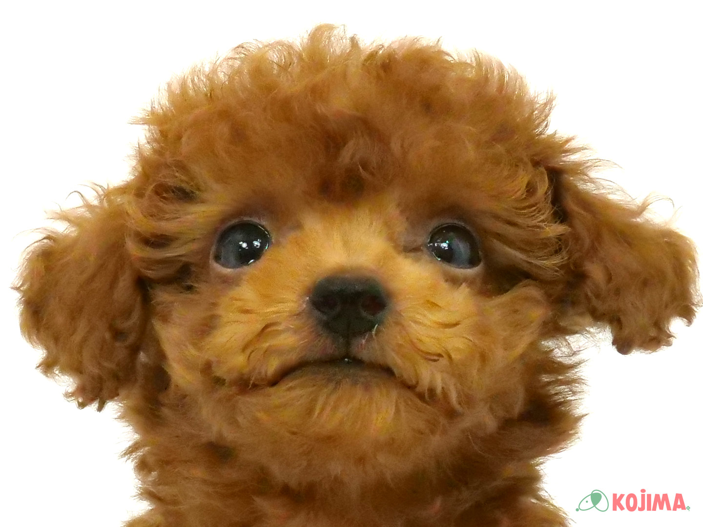 千葉県のトイプードル(トイ) (コジマウエルケアセンター/2025年3月20日生まれ/男の子/レッド)の子犬