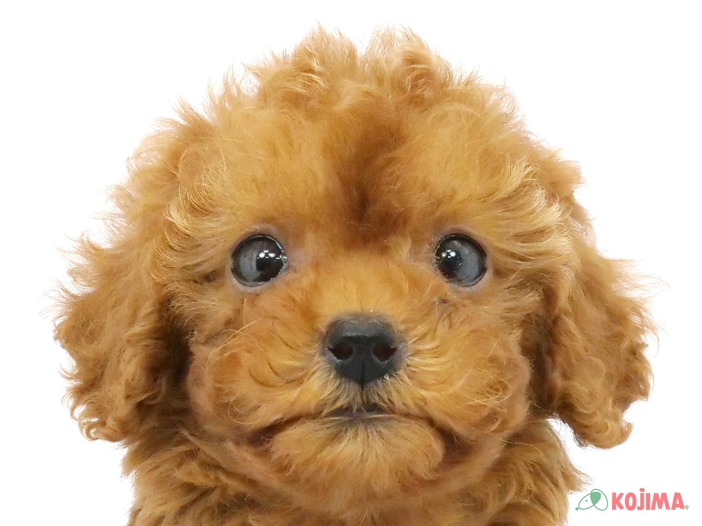 千葉県のトイプードル(トイ) (コジマウエルケアセンター/2025年3月19日生まれ/女の子/レッド)の子犬