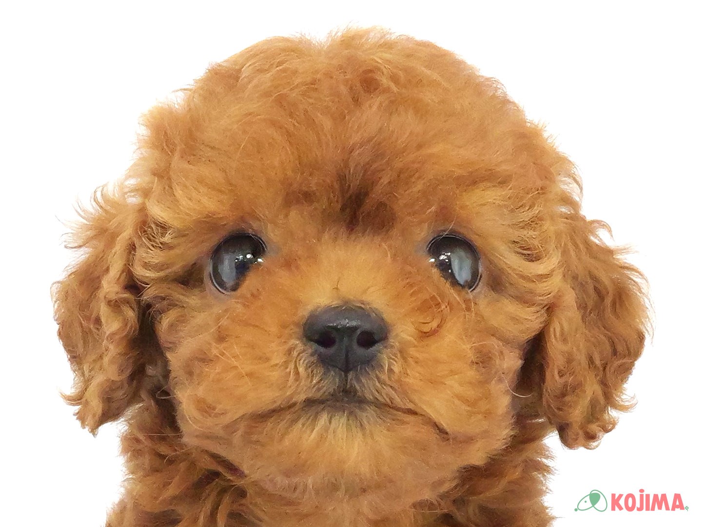 千葉県のトイプードル(トイ) (コジマウエルケアセンター/2025年3月19日生まれ/女の子/レッド)の子犬