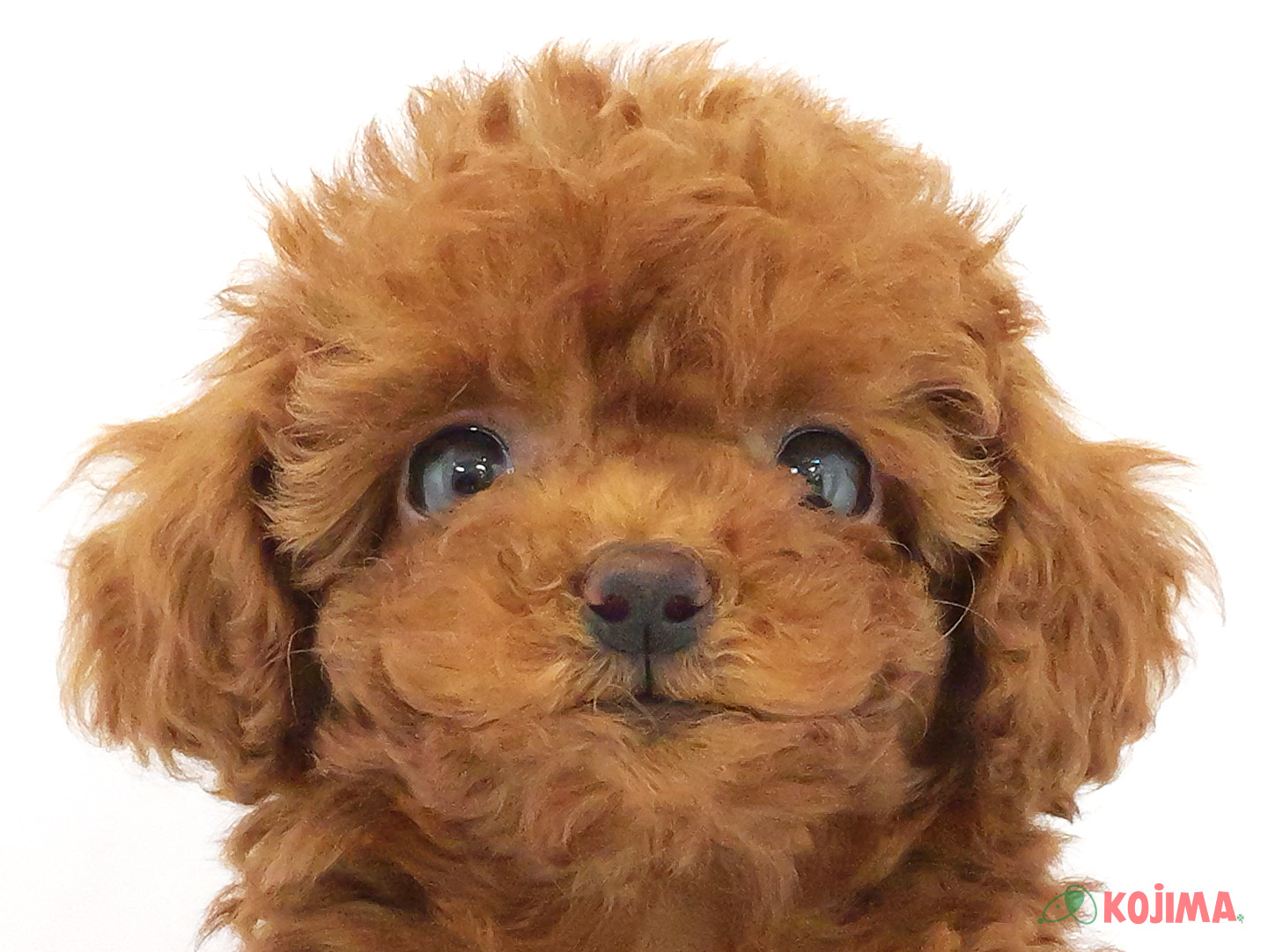 千葉県のトイプードル(トイ) (コジマウエルケアセンター/2025年3月17日生まれ/女の子/レッド)の子犬
