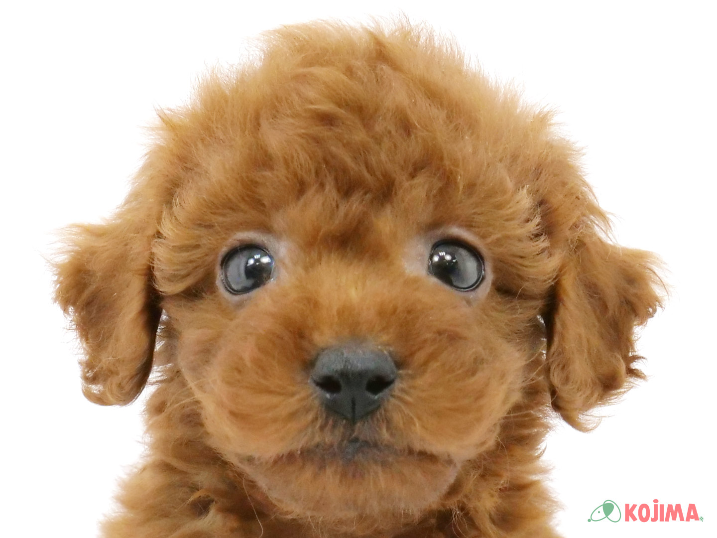 千葉県のトイプードル(トイ) (コジマウエルケアセンター/2025年3月17日生まれ/男の子/レッド)の子犬