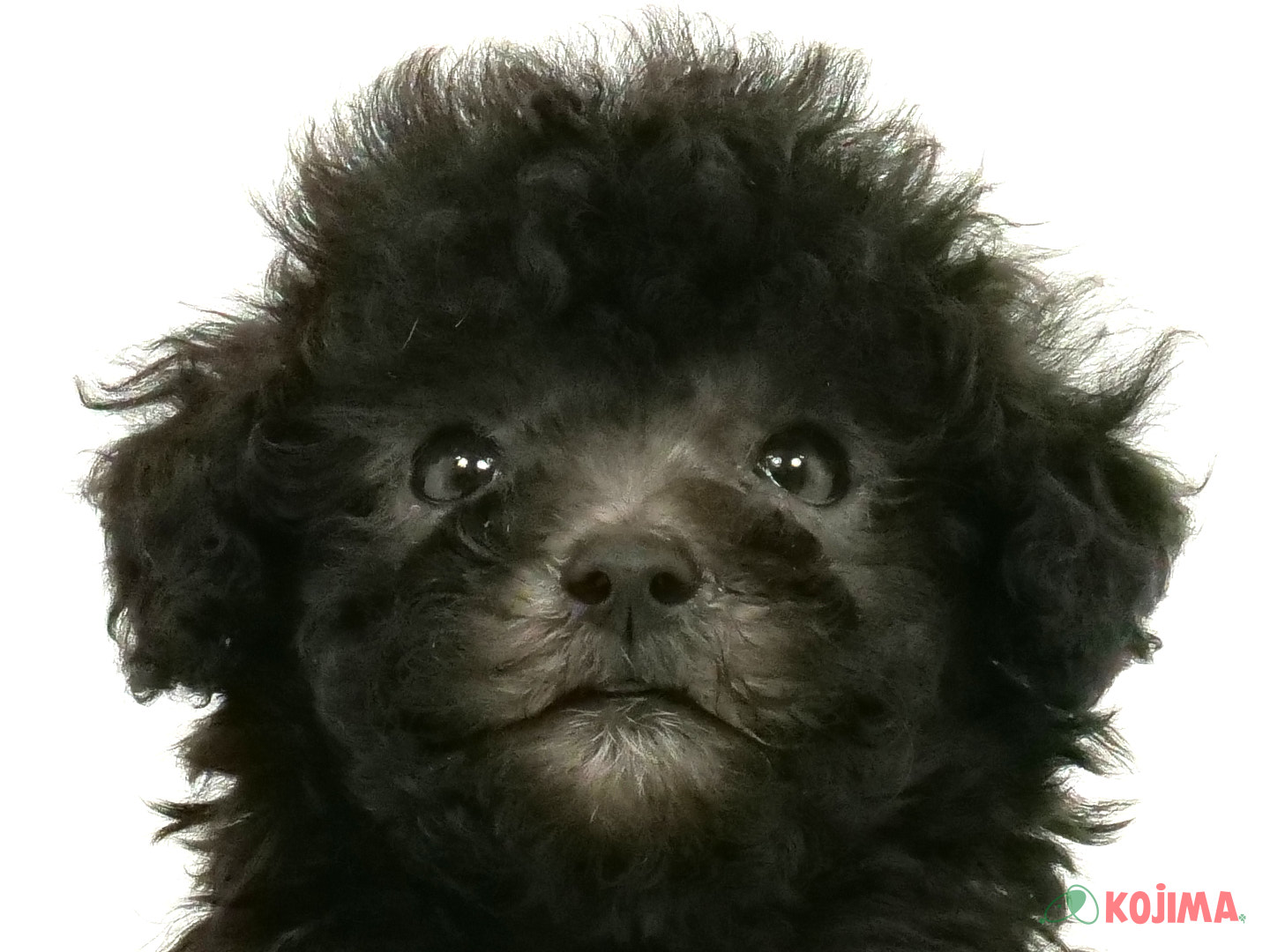 千葉県のトイプードル(トイ) (コジマウエルケアセンター/2025年3月18日生まれ/女の子/シルバー)の子犬