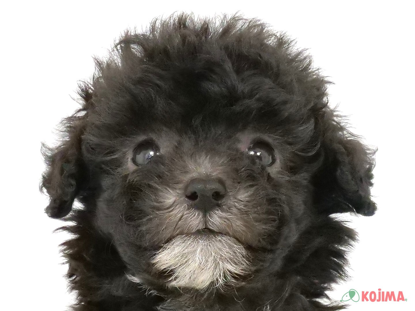 千葉県のトイプードル(トイ) (コジマウエルケアセンター/2025年3月18日生まれ/男の子/シルバー)の子犬