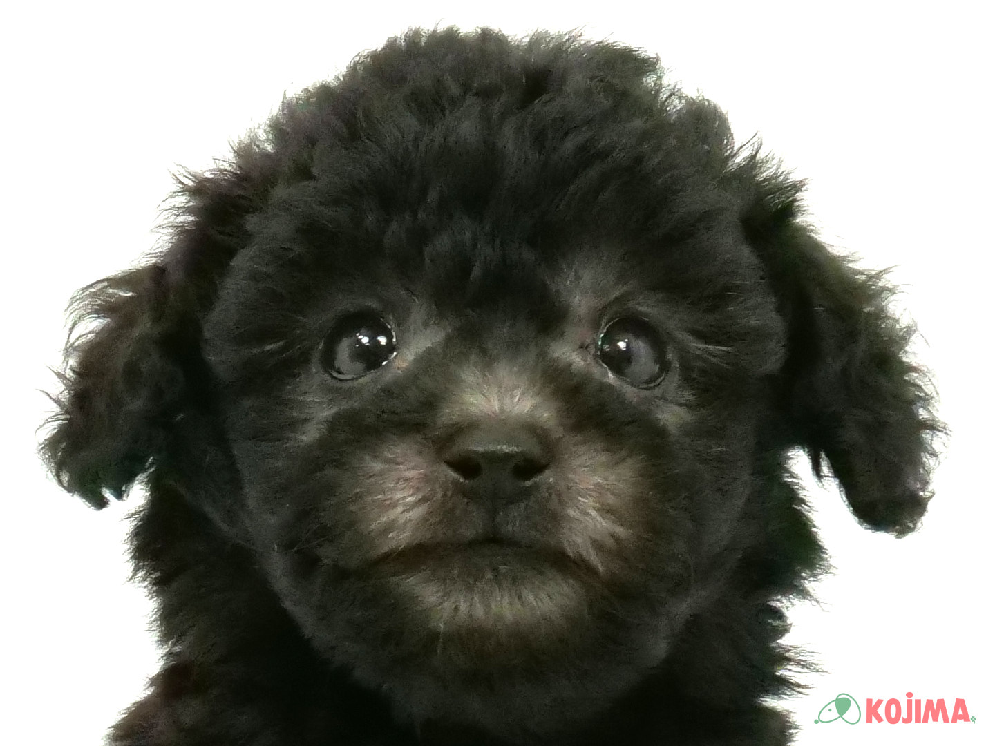 千葉県のトイプードル(トイ) (コジマウエルケアセンター/2025年3月18日生まれ/男の子/シルバー)の子犬