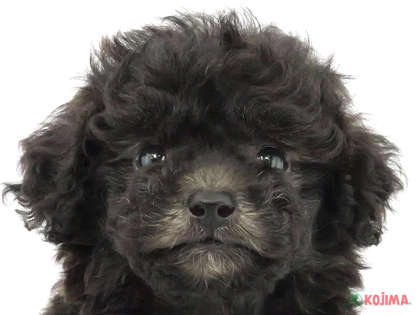 千葉県のトイプードル(トイ) (コジマウエルケアセンター/2025年3月18日生まれ/男の子/シルバー)の子犬