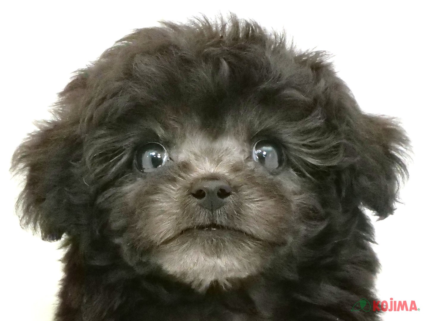 千葉県のトイプードル(トイ) (コジマウエルケアセンター/2025年3月22日生まれ/男の子/シルバー)の子犬