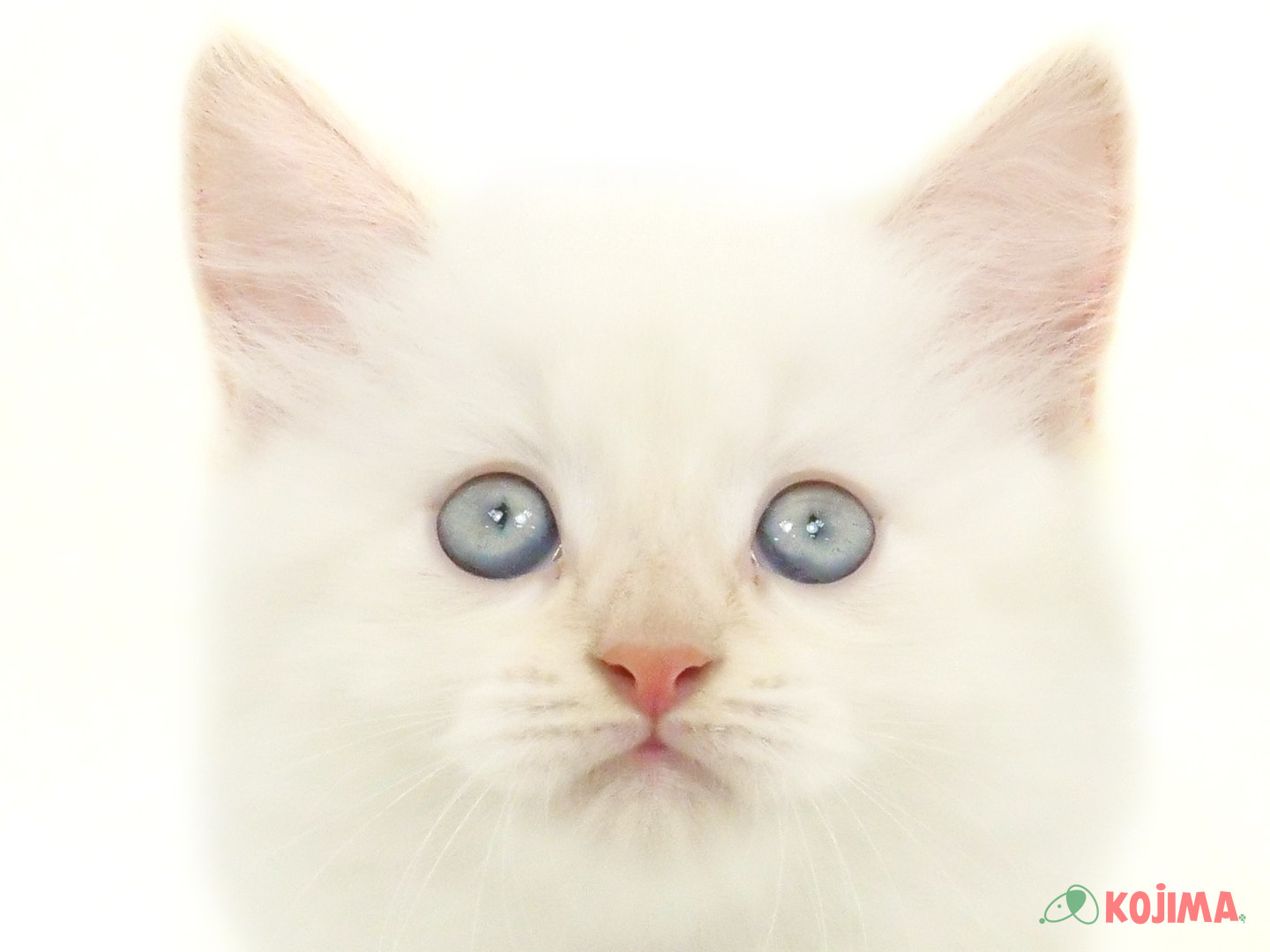 千葉県のミヌエット (コジマウエルケアセンター/2025年3月4日生まれ/男の子/ホワイト)の子猫