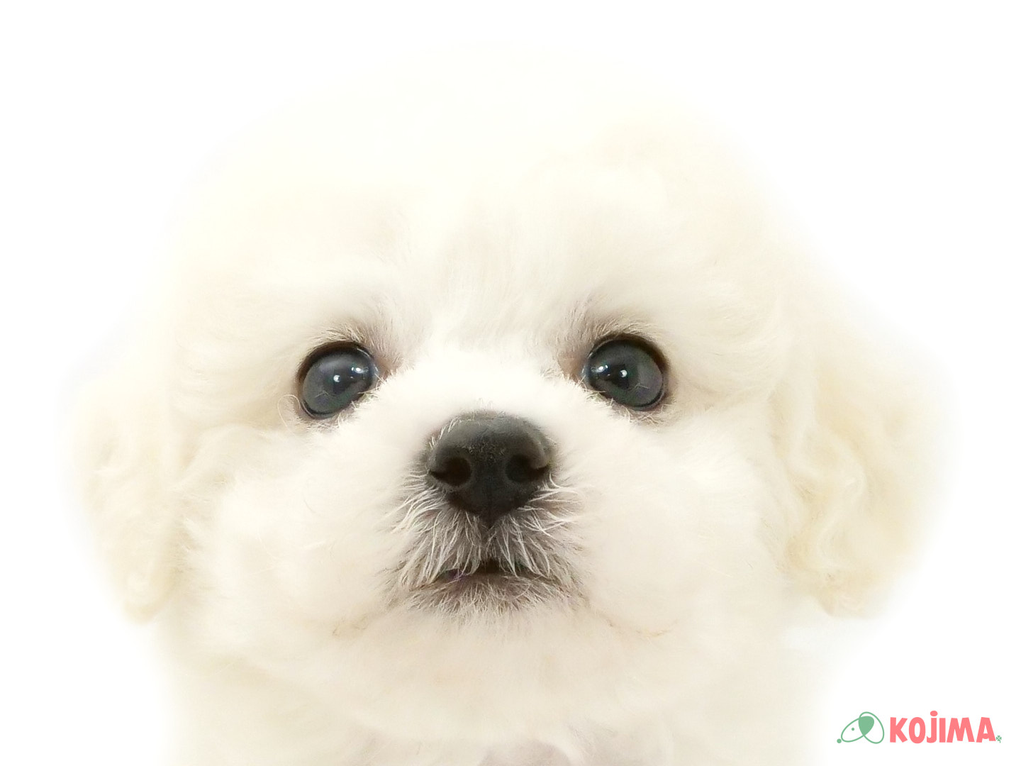 千葉県のビションフリーゼ (コジマウエルケアセンター/2025年3月22日生まれ/男の子/ホワイト)の子犬