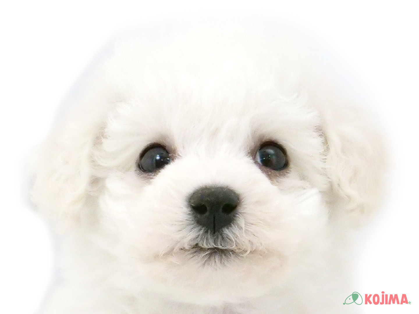 千葉県のビションフリーゼ (コジマウエルケアセンター/2025年3月21日生まれ/男の子/ホワイト)の子犬