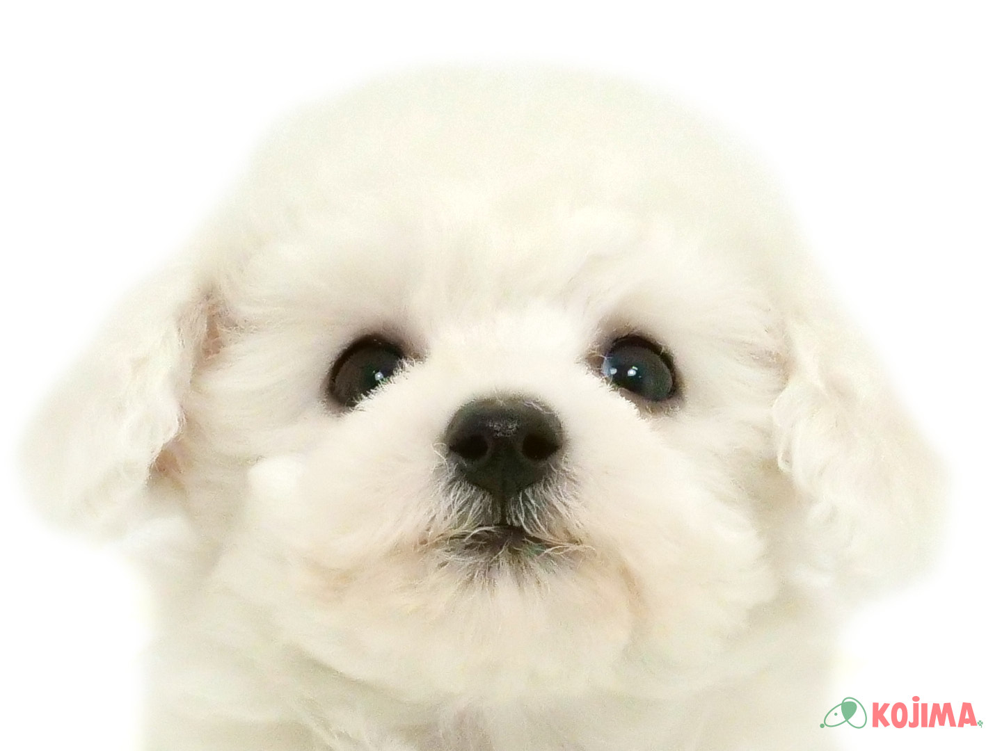 千葉県のビションフリーゼ (コジマウエルケアセンター/2025年3月21日生まれ/男の子/ホワイト)の子犬