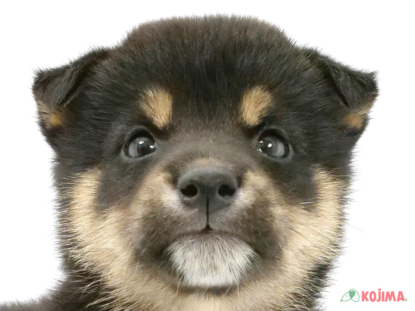 千葉県の柴犬(標準サイズ) (コジマウエルケアセンター/2025年3月22日生まれ/男の子/黒)の子犬