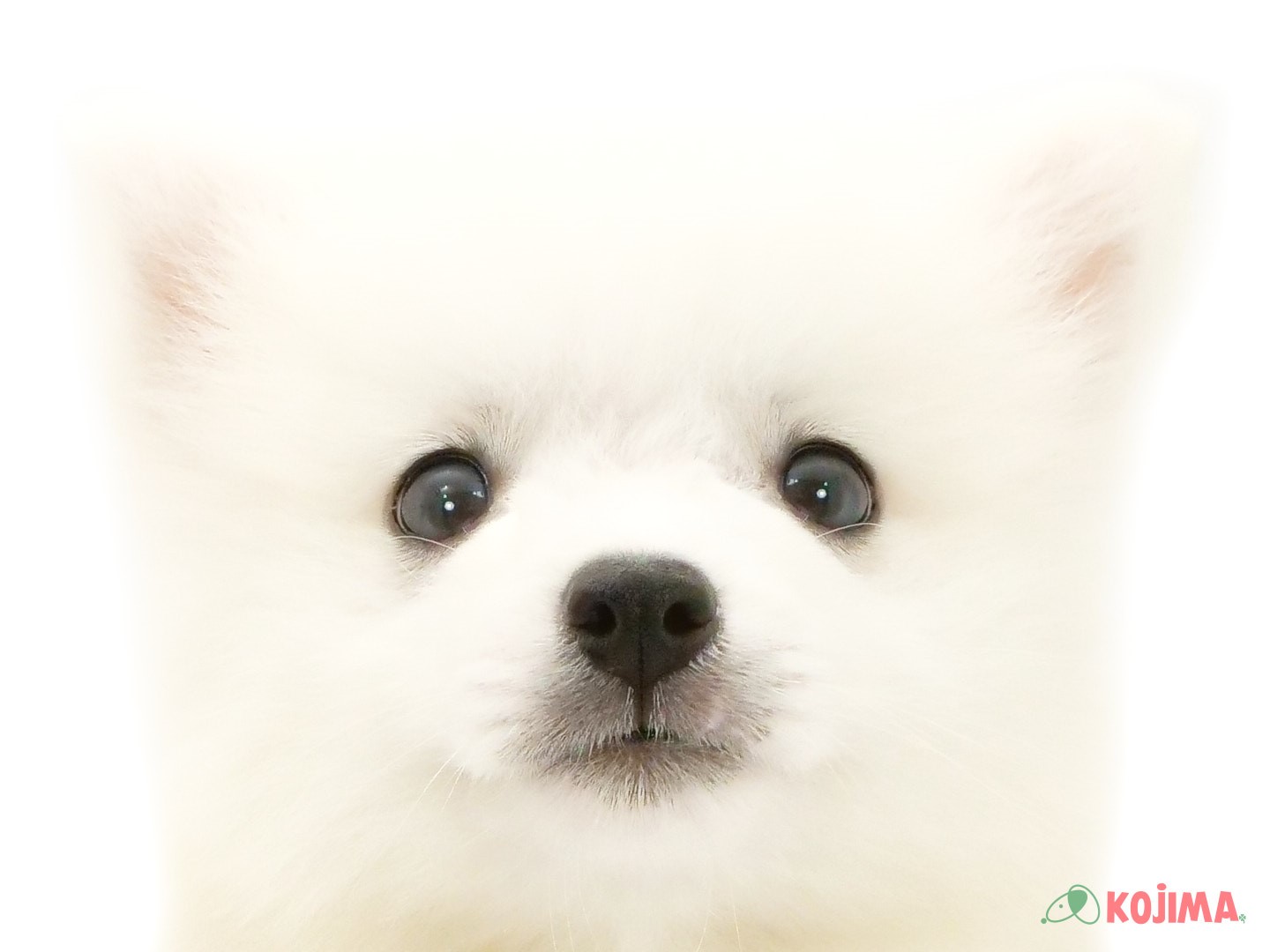 千葉県の日本スピッツ (コジマウエルケアセンター/2025年3月22日生まれ/男の子/ホワイト)の子犬