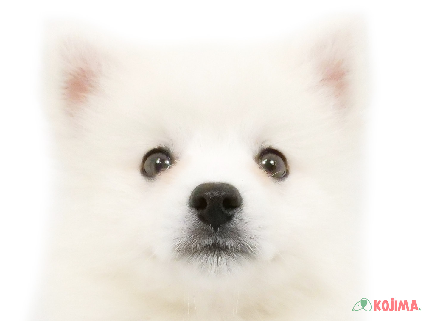 千葉県の日本スピッツ (コジマウエルケアセンター/2025年3月22日生まれ/男の子/ホワイト)の子犬