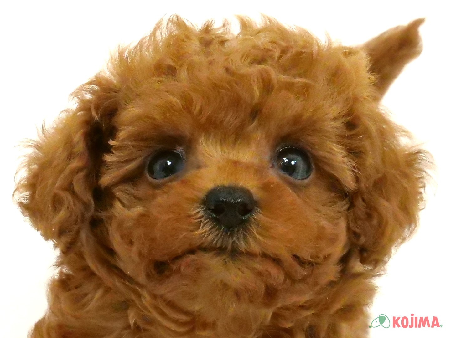 千葉県のトイプードル(トイ) (コジマウエルケアセンター/2025年3月23日生まれ/女の子/レッド)の子犬