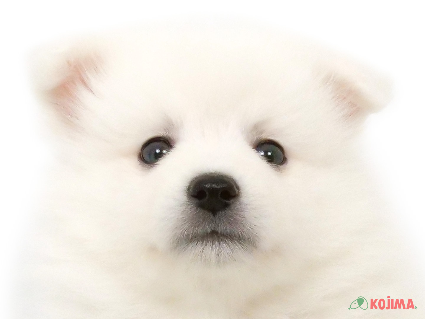 千葉県の日本スピッツ (コジマウエルケアセンター/2025年3月22日生まれ/男の子/ホワイト)の子犬