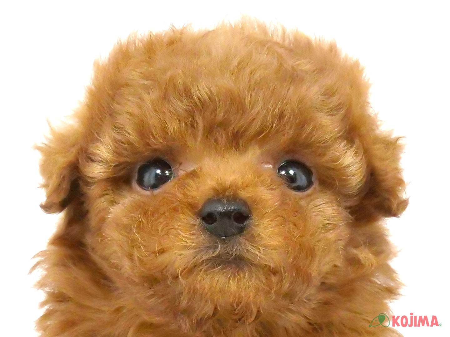 千葉県のトイプードル(トイ) (コジマウエルケアセンター/2025年3月20日生まれ/男の子/レッド)の子犬