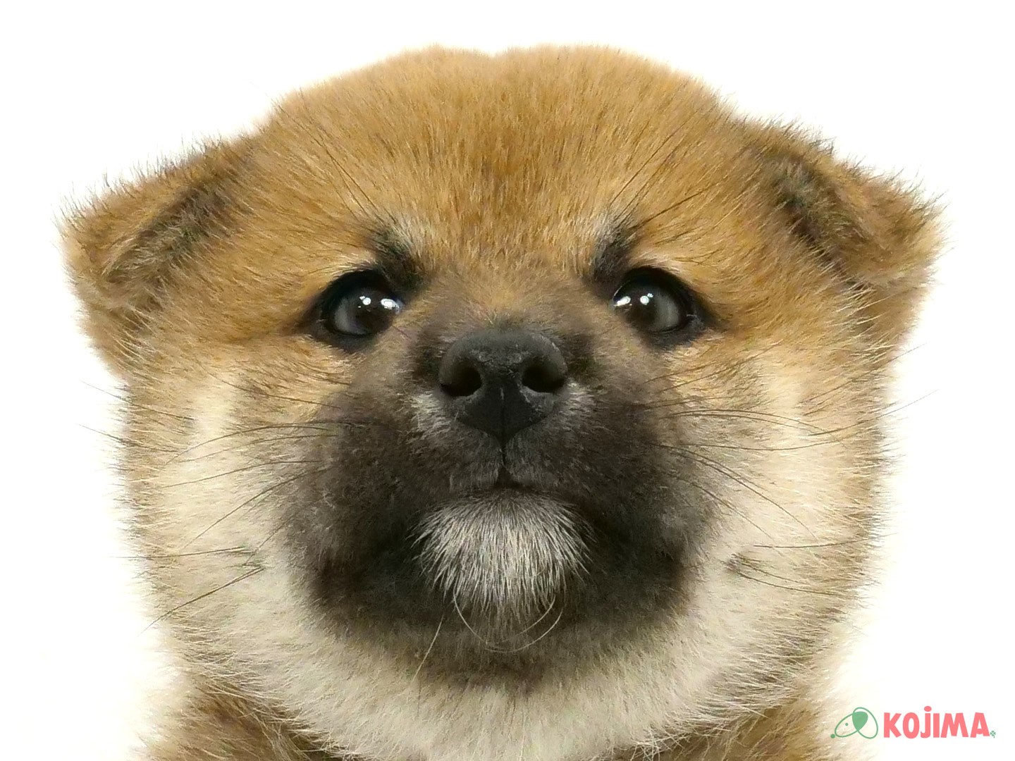 千葉県の柴犬(標準サイズ) (コジマウエルケアセンター/2025年3月22日生まれ/女の子/赤)の子犬