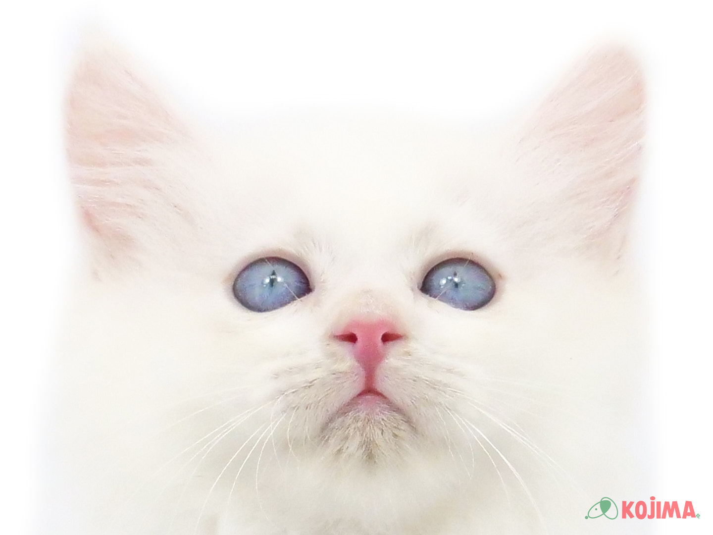 千葉県のサイベリアン (コジマウエルケアセンター/2025年3月20日生まれ/男の子/クリームポイント)の子猫