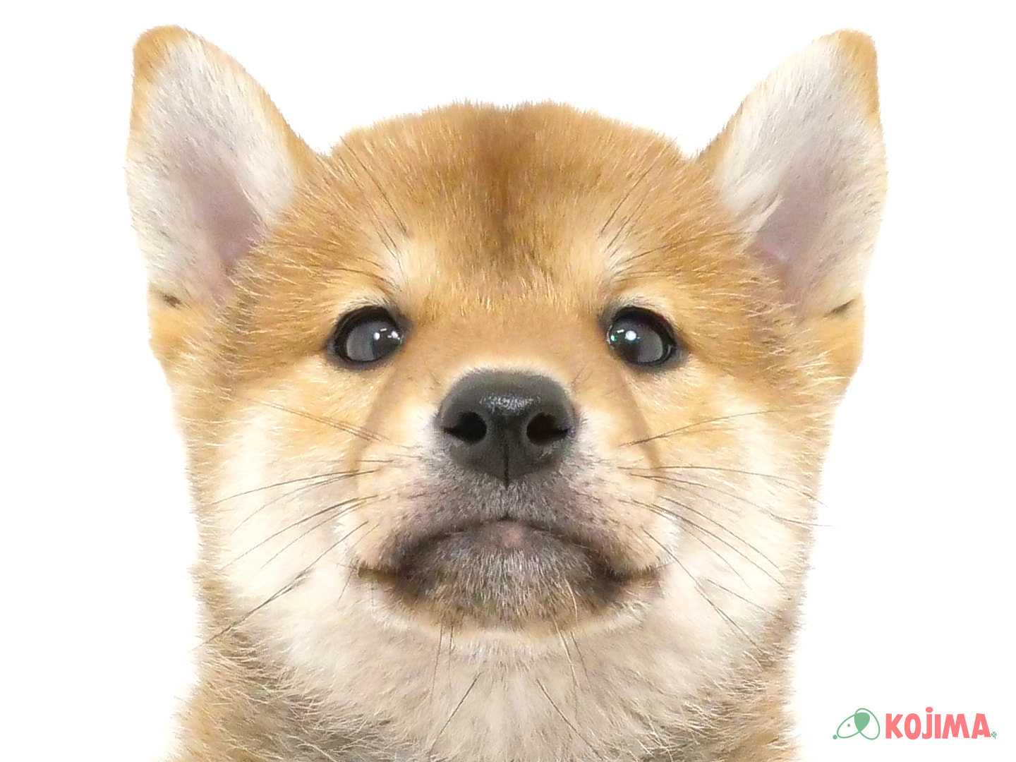 千葉県の柴犬(標準サイズ) (コジマウエルケアセンター/2025年3月23日生まれ/男の子/赤)の子犬