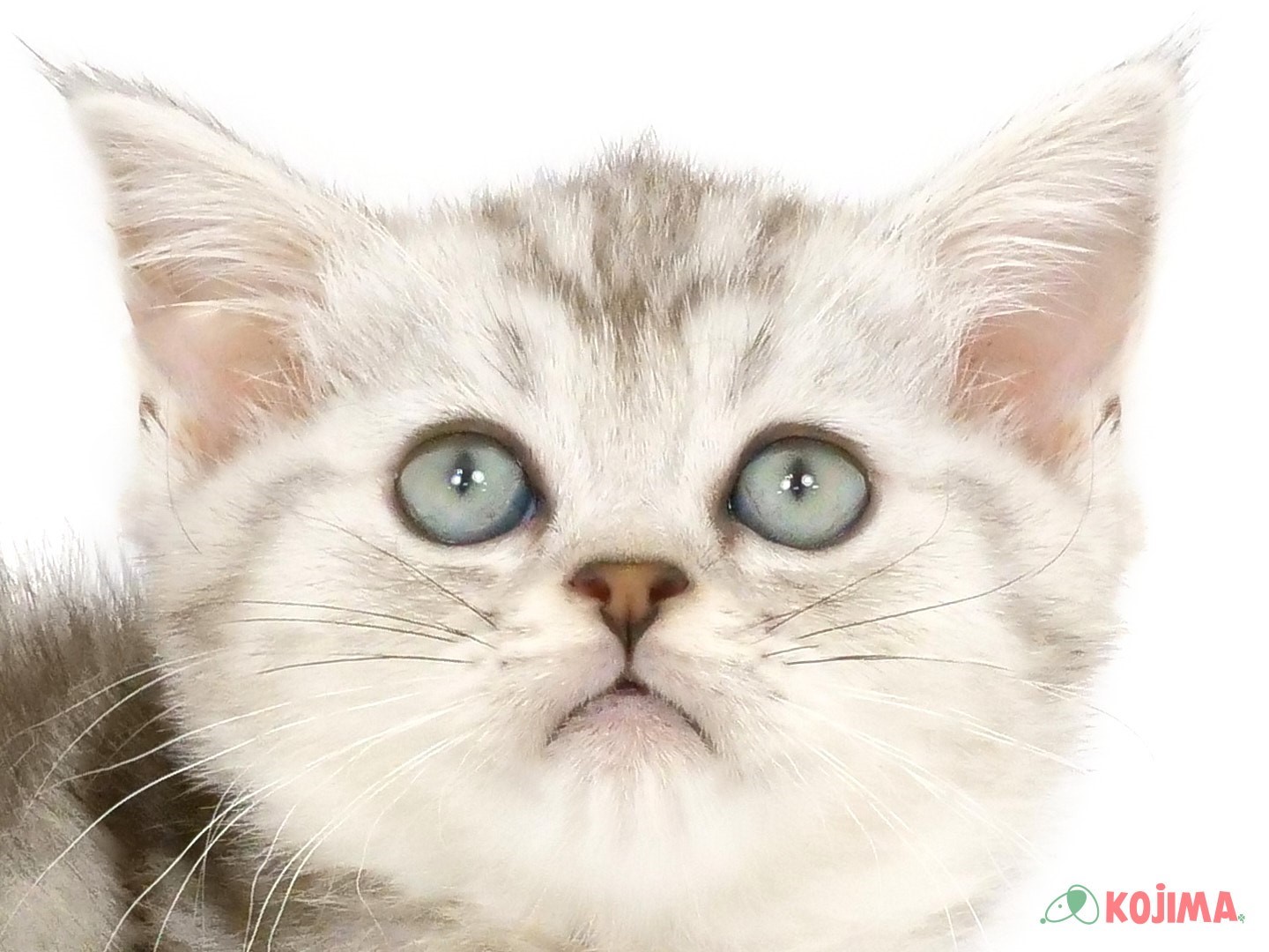千葉県のミヌエット (コジマウエルケアセンター/2025年3月23日生まれ/男の子/シルバータビー)の子猫