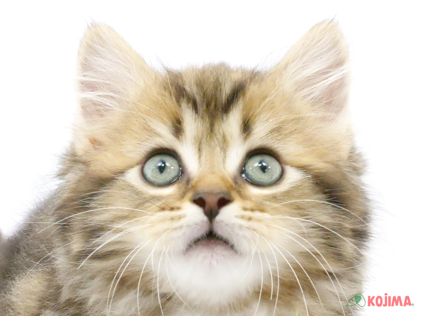 千葉県のサイベリアン (コジマウエルケアセンター/2025年3月20日生まれ/男の子/ブラウンタビー)の子猫