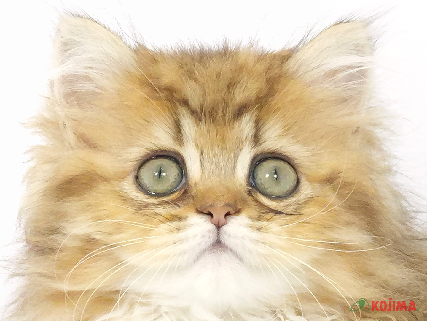千葉県のペルシャ (コジマウエルケアセンター/2025年3月19日生まれ/女の子/チンチラゴールデン)の子猫