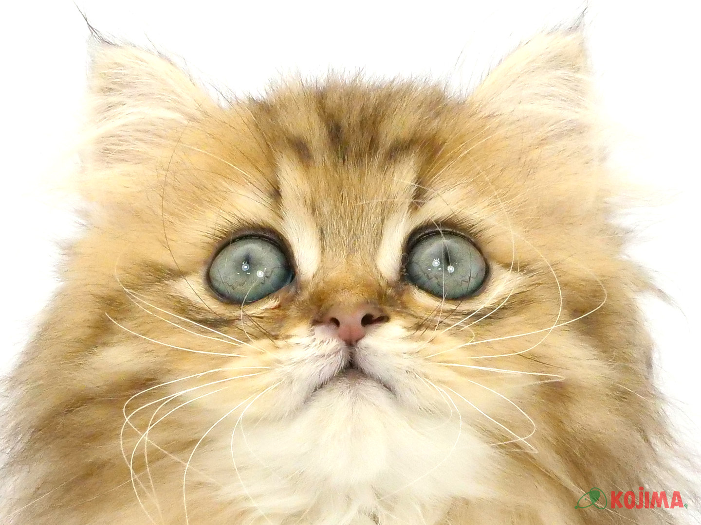 千葉県のペルシャ (コジマウエルケアセンター/2025年3月19日生まれ/男の子/チンチラゴールデン)の子猫