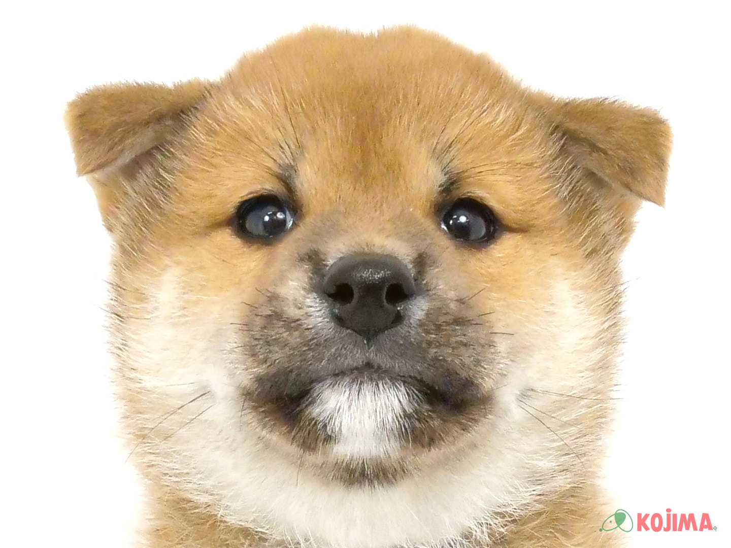 千葉県の柴犬(標準サイズ) (コジマウエルケアセンター/2025年3月23日生まれ/男の子/赤)の子犬
