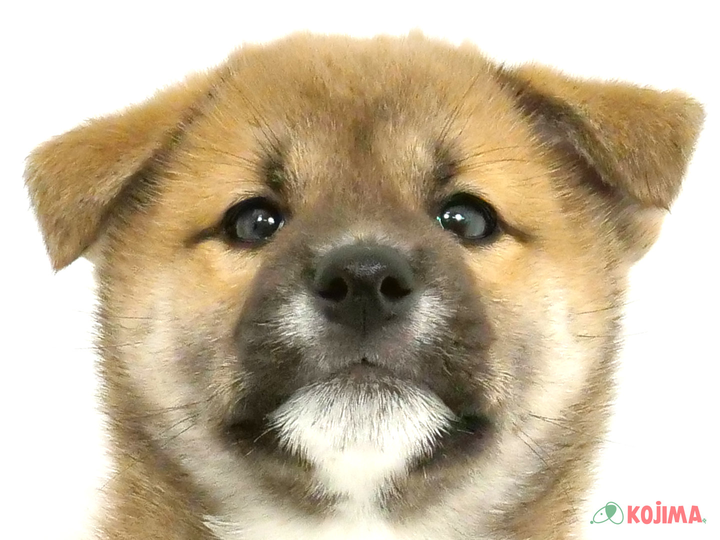 千葉県の柴犬(標準サイズ) (コジマウエルケアセンター/2025年3月23日生まれ/男の子/赤)の子犬