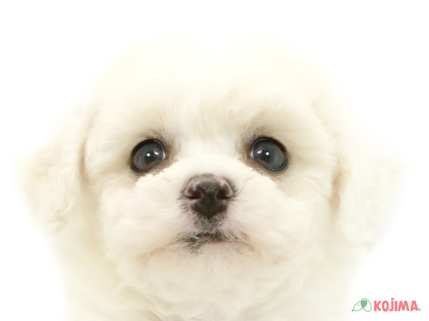 千葉県のビションフリーゼ (コジマウエルケアセンター/2025年3月24日生まれ/男の子/ホワイト)の子犬