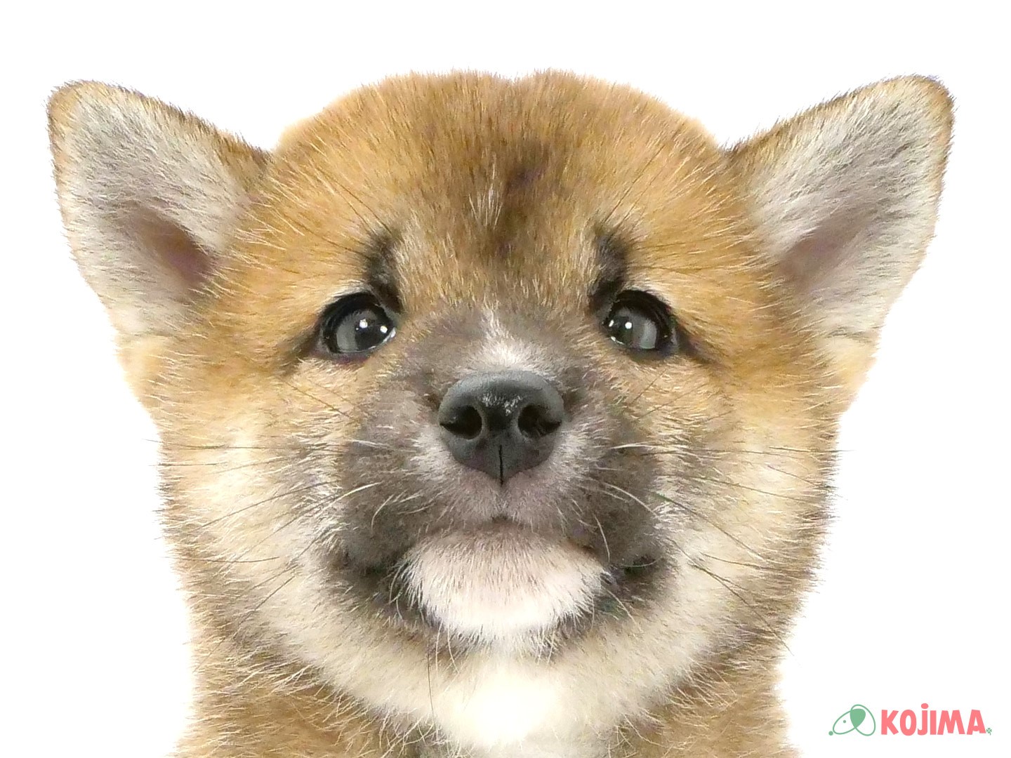 千葉県の柴犬(標準サイズ) (コジマウエルケアセンター/2025年3月23日生まれ/女の子/赤)の子犬
