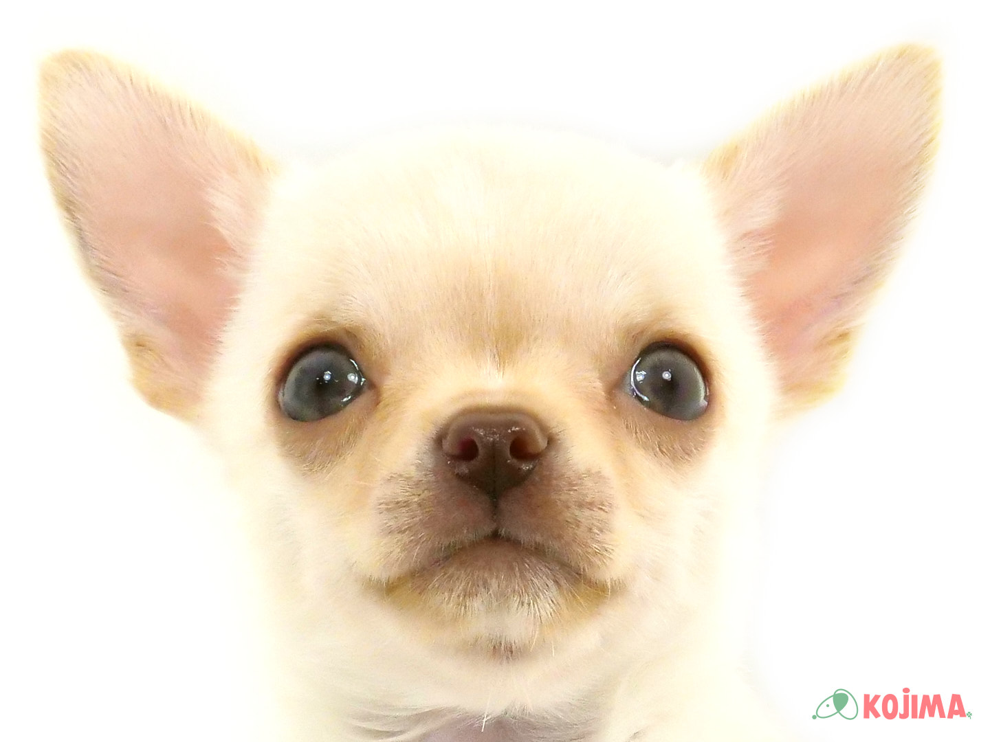 千葉県のチワワ(スムース) (コジマウエルケアセンター/2025年3月23日生まれ/男の子/クリーム)の子犬