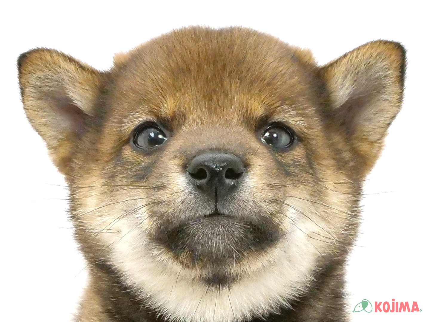 千葉県の柴犬(標準サイズ) (コジマウエルケアセンター/2025年3月20日生まれ/女の子/胡麻)の子犬