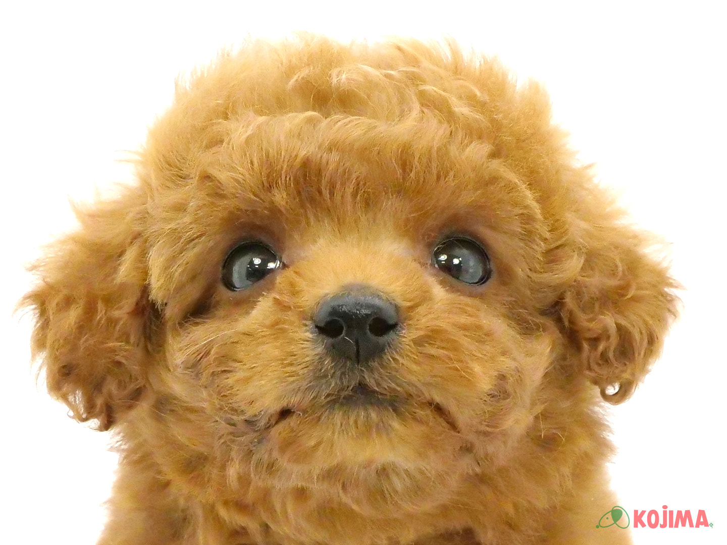 千葉県のトイプードル(トイ) (コジマウエルケアセンター/2025年3月23日生まれ/男の子/レッド)の子犬